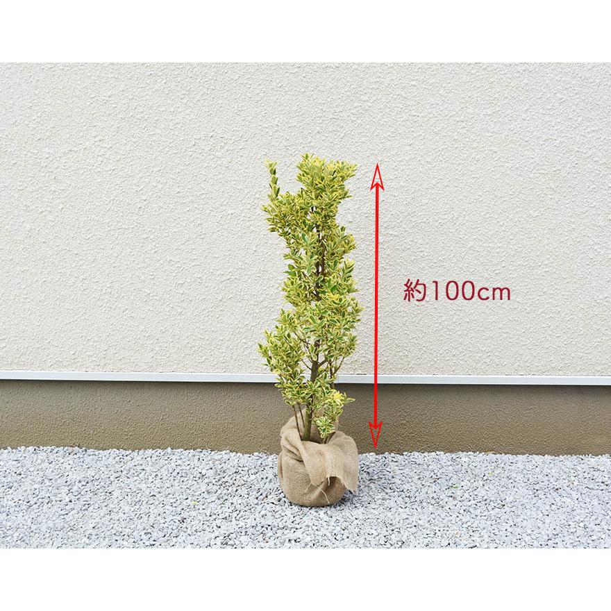 フイリマサキ 約100cm 約18cmポット 2本セット 斑入り まさき シンボルツリー 生垣 フェンス 隣家 目隠し 植木 庭木 鉢植え 常緑樹 ガーデニング 園芸 庭植え B22 樹緑 Yahoo 店 通販 Yahoo ショッピング