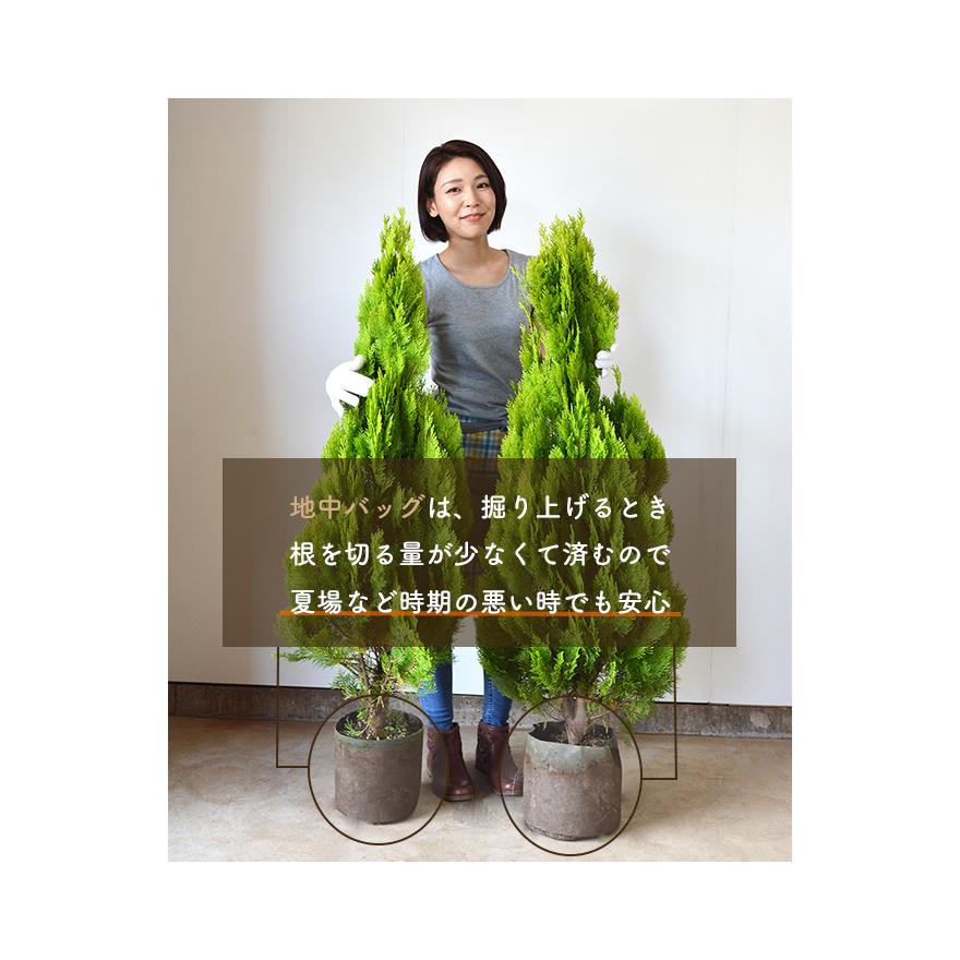 ブルーヘブン 10本 セット 生垣 にお得な 目隠し にオススメ 植木 苗木 庭木 ガーデニング シンボルツリー コニファー エクステリア 新築 Bh10 樹緑 Yahoo 店 通販 Yahoo ショッピング