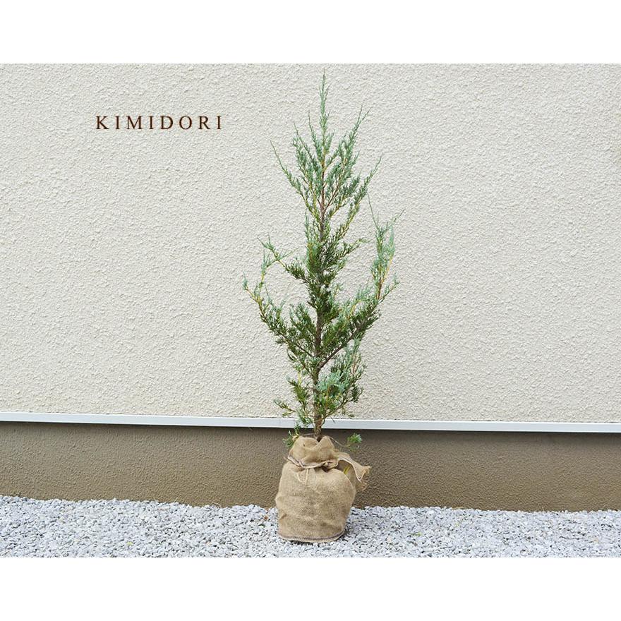 楽天市場 ブルーヘブン 4本 セット 生垣 にお得な 目隠し にオススメ 植木 苗木 庭木 ガーデニング シンボルツリー コニファー エクステリア 新築 Bh4 樹緑 Yahoo 店 通販 Yahoo ショッピング 値引 Www Maxipiso Com Ar