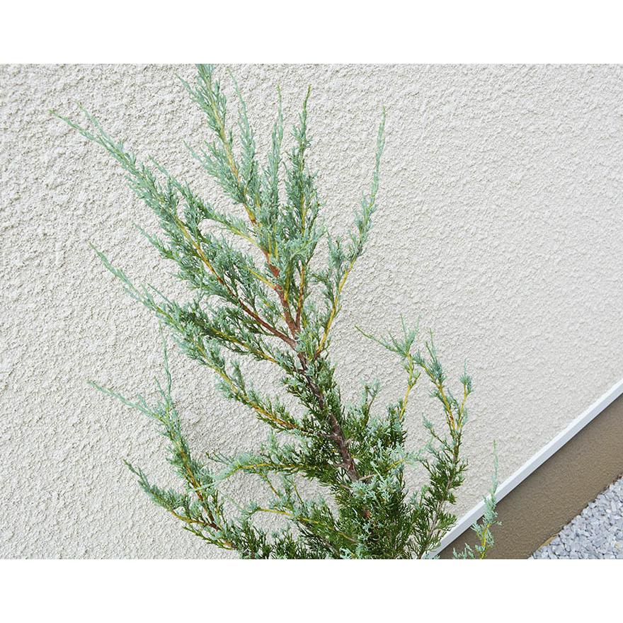 ブルーヘブン 5本 セット コニファー 生垣 にお得な 目隠し にオススメ 植木 苗木 庭木 ガーデニング シンボルツリー エクステリア 新築 Bh5 樹緑 Yahoo 店 通販 Yahoo ショッピング