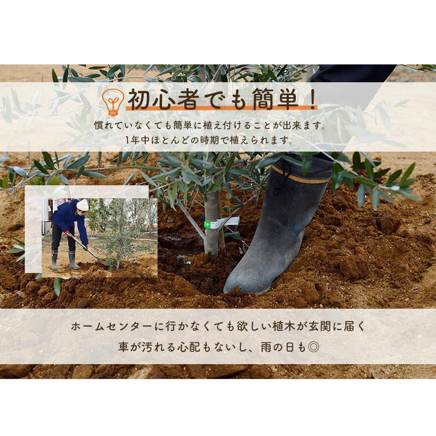 アカシア ブルーブッシュ 約120-150cm 苗 シンボルツリー 庭木