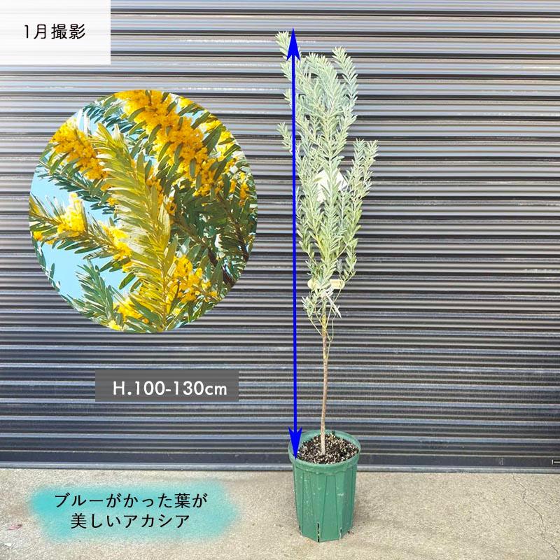 アカシア ブルーブッシュ 約100-130cm シンボルツリー 観葉植物