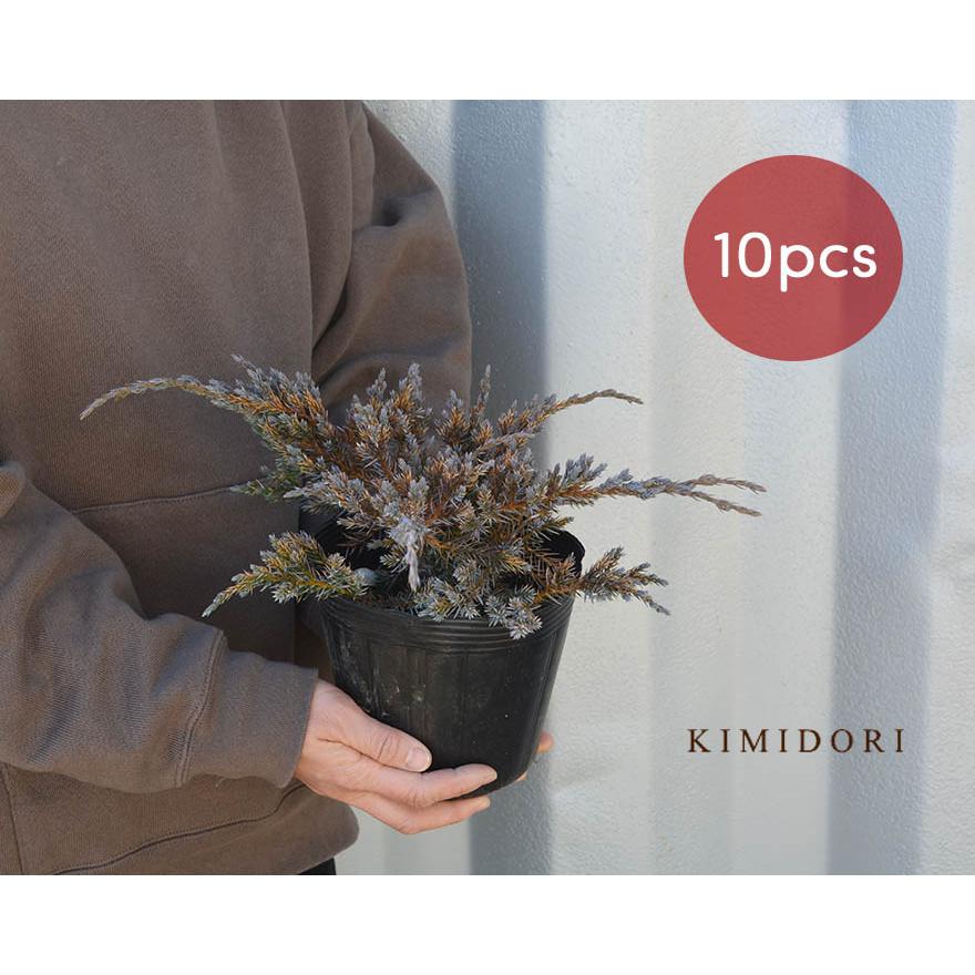ブルーカーペット 10本セット コニファー 針葉樹 植木 庭木 グランドカバー 苗 寄せ植え 横浜の植木 目隠し 約cm 約15センチポット 庭植え 洋風 和風 Bluecarpet10 樹緑 Yahoo 店 通販 Yahoo ショッピング
