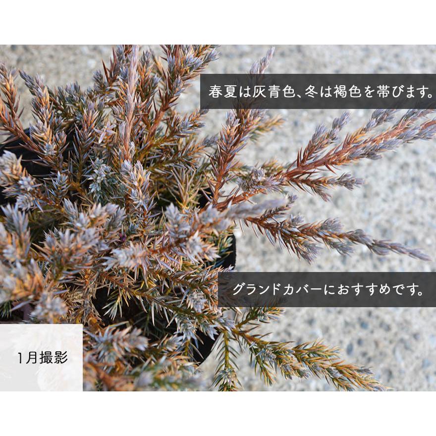 豪華 ブルーカーペット 10本セット コニファー 針葉樹 植木 庭木 グランドカバー 苗 寄せ植え 横浜の植木 目隠し 約cm 約15センチポット 庭植え 洋風 和風 Bluecarpet10 樹緑 Yahoo 店 通販 Yahoo ショッピング 高い素材 Www Maxipiso Com Ar