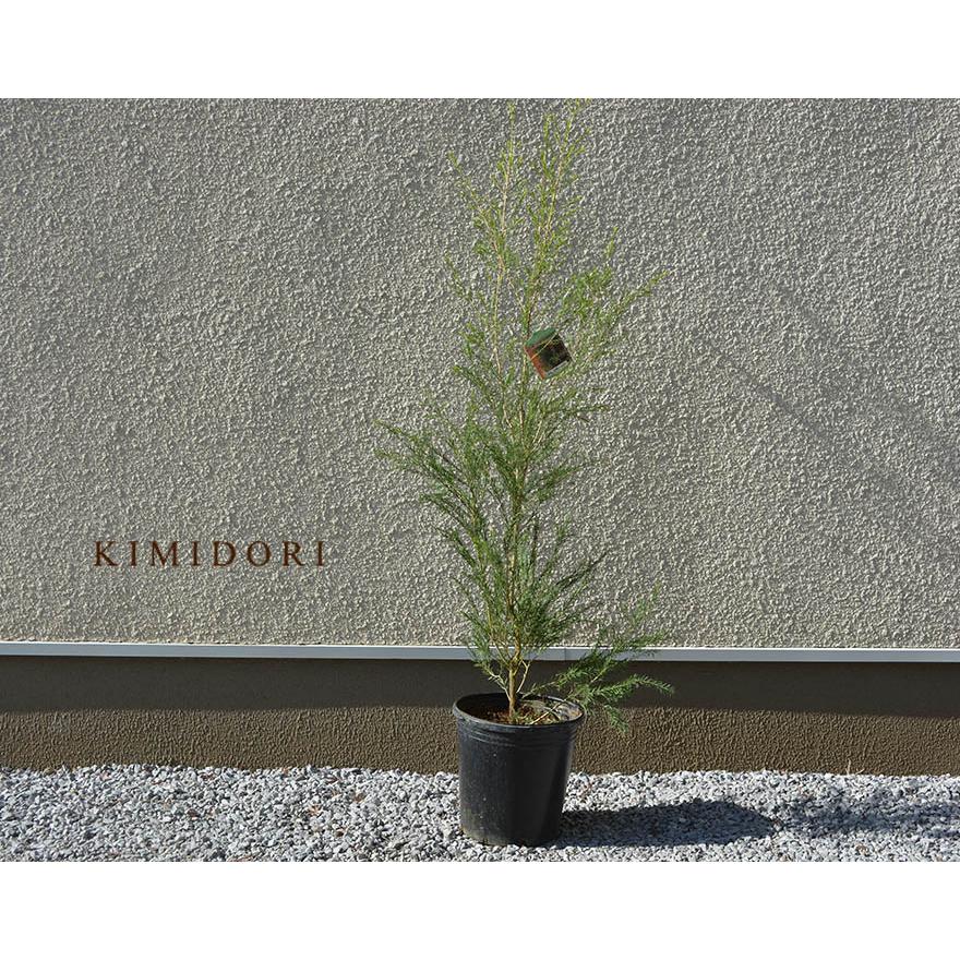 メラレウカ ブラックティーツリー 約100-120cm おしゃれ メラレウカ ブラックティーツリー 約100-120cm おしゃれ