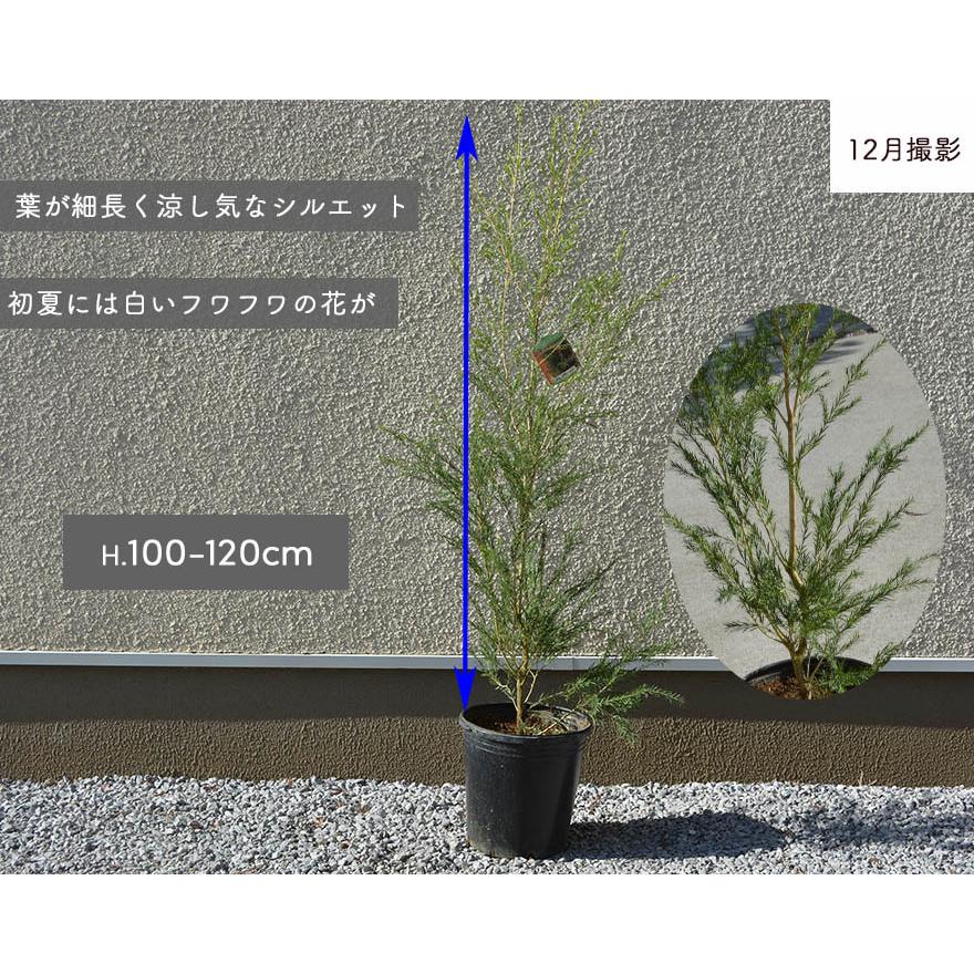 メラレウカ ブラックティーツリー 約100-120cm おしゃれ オージープランツ 鉢植え 花 植木 苗 シンボルツリー 庭木 ガーデニング 常緑樹 新築