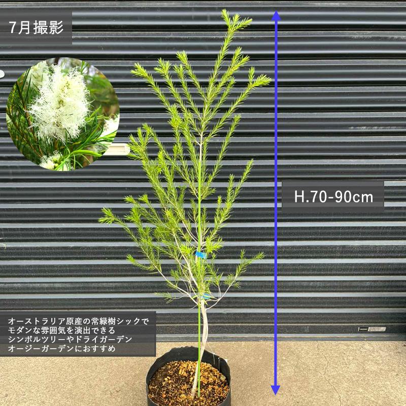 メラレウカ ブラックティーツリー オージープランツ 鉢植え 花 植木 苗