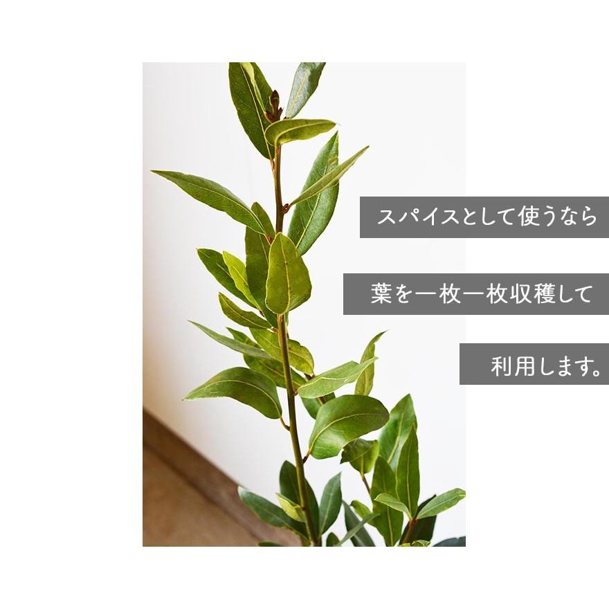ローリエ 約1cm 月桂樹 ハーブ おしゃれ スパイス ギフト 鉢植え 植木 苗木 シンボルツリー 目隠し 庭木 ガーデニング 常緑樹 新築 記念樹 育てやすい C05 Kimidori Farm Yahoo 店 通販 Yahoo ショッピング