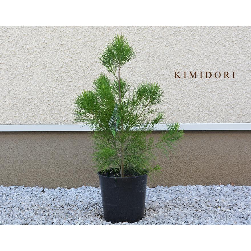 ◇1点限り◇ディーンツリーパインブラウンシュガー （オージープランツ）7号鉢 ◇1点限り◇ディーンツリーパインブラウンシュガー （オージープランツ