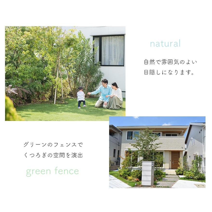 ダインツリー パイン ブラウンシュガー オージープランツ シンボル