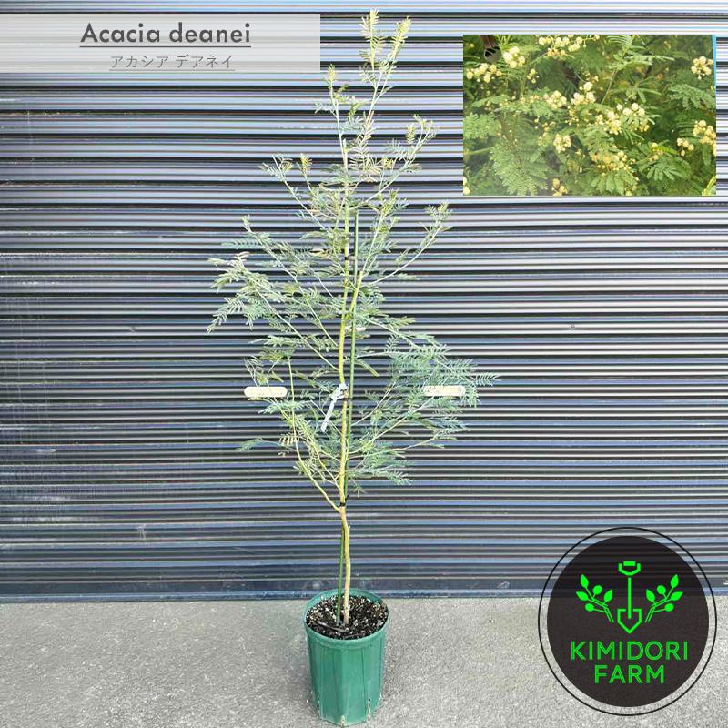 アカシア デアネイ 四季咲 ミモザ オージープランツ シンボルツリー 植木 庭木 ディーンズワトル グリーンワトル 植栽 ガーデニング 鉢植え Deanei Kimidori Farm Yahoo 店 通販 Yahoo ショッピング