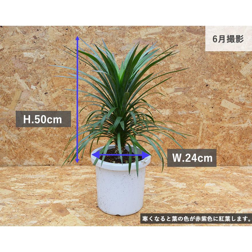 ユッカ デスメティアーナ 希少 植木 庭木 ロックガーデン 観葉 ユッカ デスメティアーナ 希少 植木 庭木 ロックガーデン 観葉