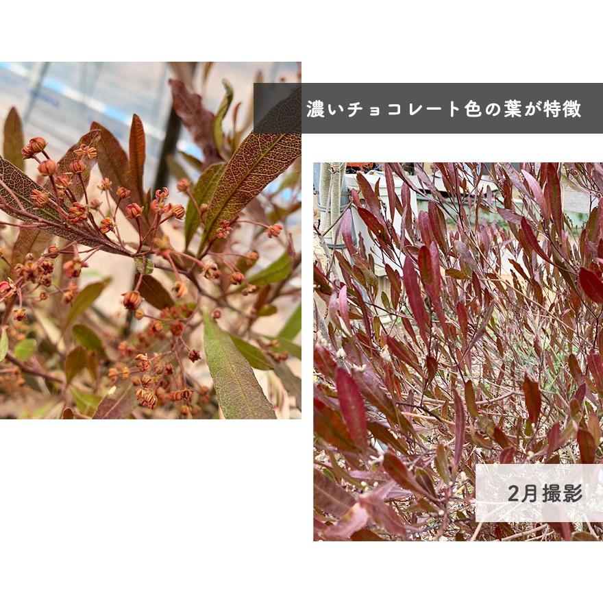 ドドナエア プルプレア オージープランツ おしゃれ 鉢植え 紅葉 植木