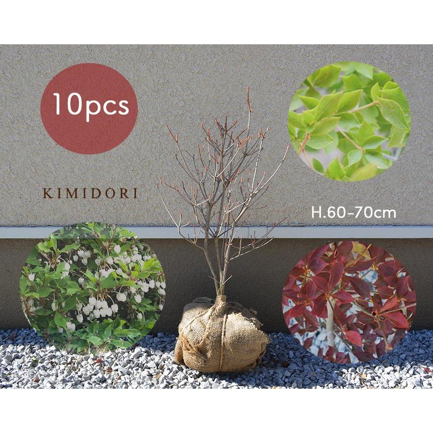 楽天市場 ドウダンツツジ 約60 70cm 10本セット 生垣 低木 花 満天星躑躅 植木 庭木 お得 ガーデニング 植栽 Doudanmid10 樹緑 Yahoo 店 通販 Yahoo ショッピング 人気no 1 本体 Www Maxipiso Com Ar