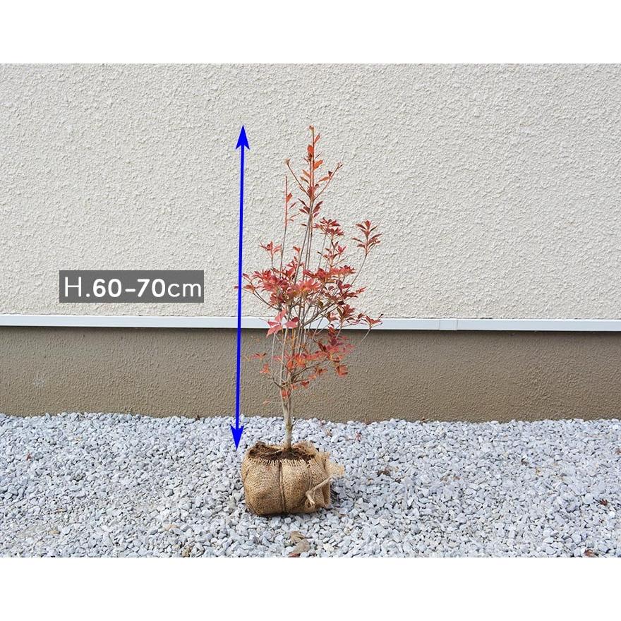 ドウダンツツジ 約60 70cm 低木 花 満天星躑躅 植木 庭木 シンボルツリー かわいい ベランダ 玄関前 ガーデニング 寄せ植え Doudanmid1 樹緑 Yahoo 店 通販 Yahoo ショッピング