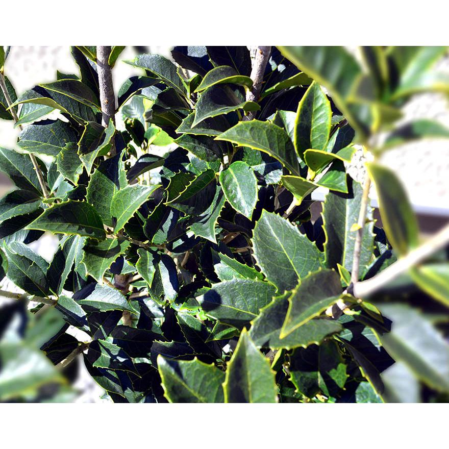 1944円 最大51 オフ ヒイラギモクセイ 約1cm 生垣 目隠し にオススメ 防犯 に