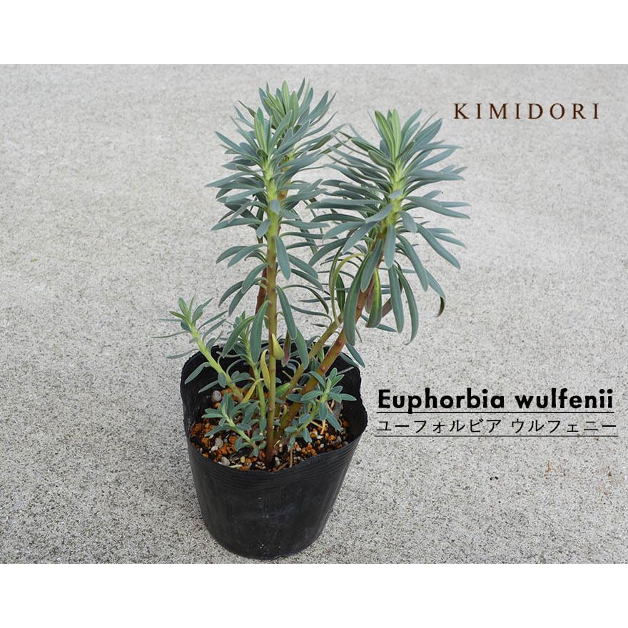 ユーフォルビア ウルフェニー Euphorbia wulfenii 常緑低木 観葉植物