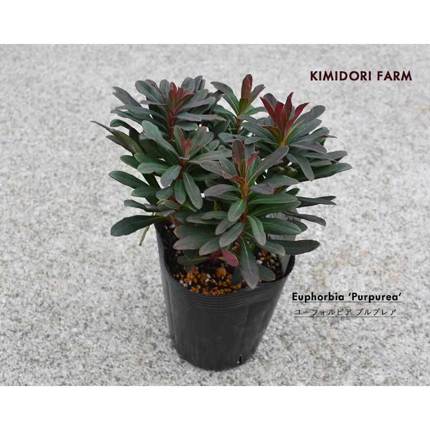 ユーフォルビア プルプレア Euphorbia Purpurea 半常緑多年草 鉢植え