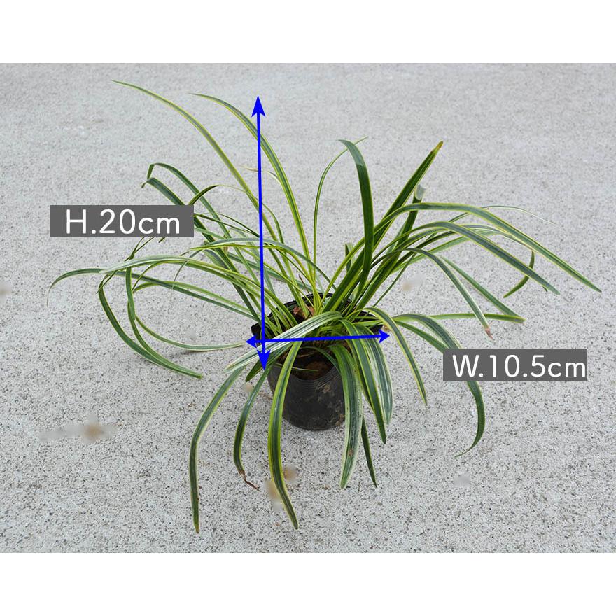 フイリヤブラン 斑入り ヤブラン リリオペ 苗 10 5cmポット 10個セット ミニ 観葉植物 グランドカバー 丈夫 育てやすい 植木 庭木 玄関 ベランダ 花壇 Fuiriyaburan10 樹緑 Yahoo 店 通販 Yahoo ショッピング