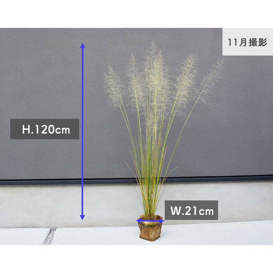 ミューレンベルギア カピラリス アルバ 白穂 花穂 希少 グラス 育てやすい ムーレンベルギア 庭づくり 植木 庭木 ガーデニング 丈夫 寄せ植え Furu Alba Kimidori Farm Yahoo 店 通販 Yahoo ショッピング
