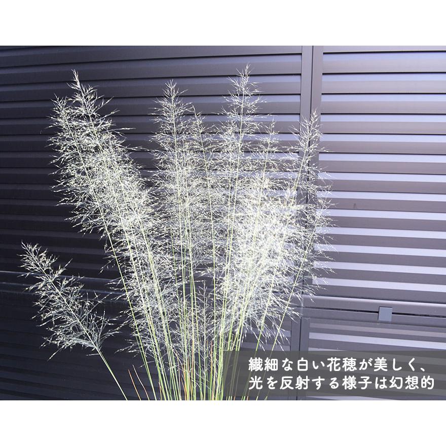 ミューレンベルギア カピラリス アルバ 白穂 花穂 希少 グラス 育て