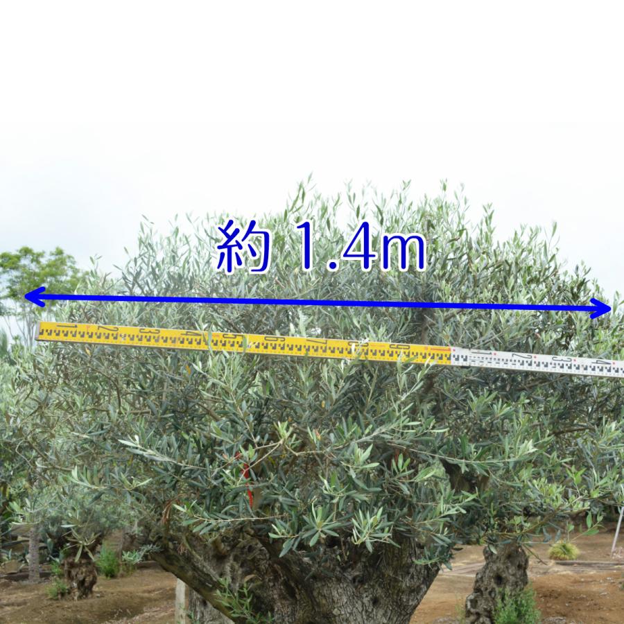 スペインオリーブ A 約250cm 直輸 古木 地植え 丈夫 現品 植木