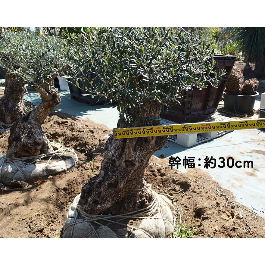 オリーブ I 約1cm スペイン 直輸 古木 現品 丈夫 植木 シンボルツリー 庭木 ガーデニング 常緑樹 実苗 庭 ガーデン オリーブの木 実 品質 エクステリア 外構 G12 樹緑 Yahoo 店 通販 Yahoo ショッピング