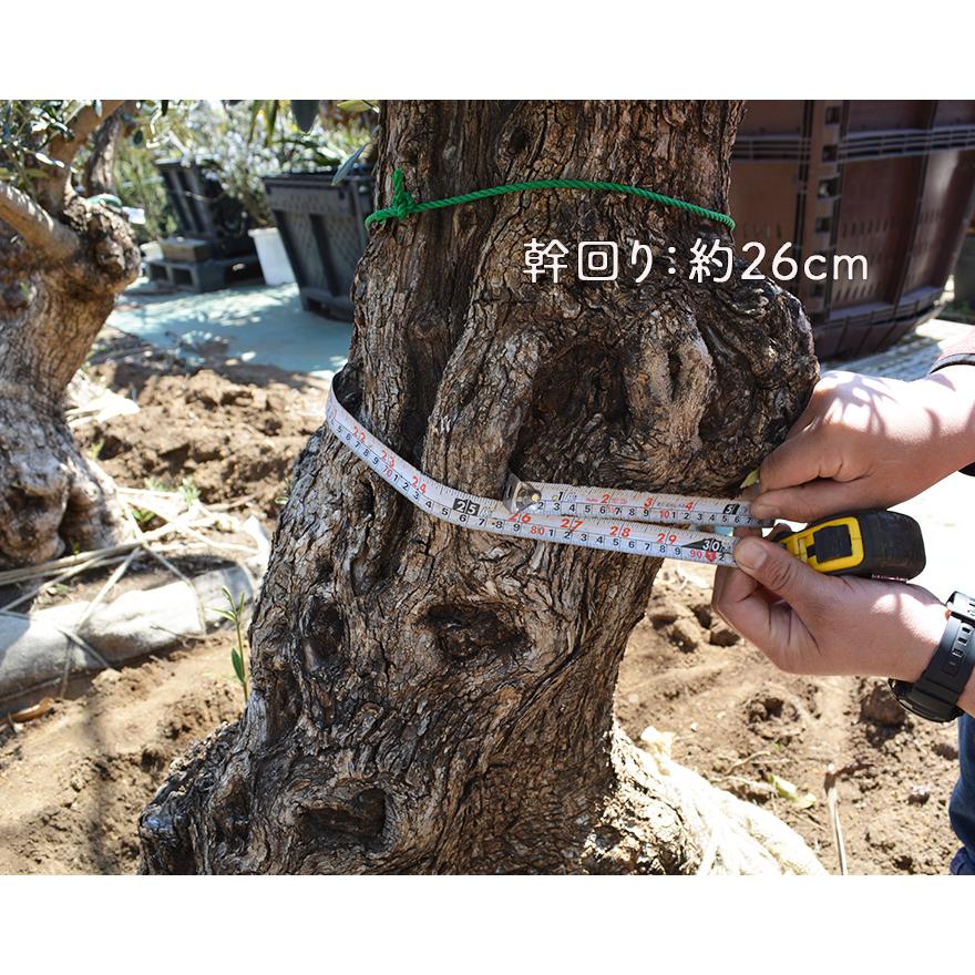 オリーブ I 約120cm スペイン 直輸 古木 現品 丈夫 植木 オリーブ I 約120cm スペイン 直輸 古木 現品 丈夫 植木