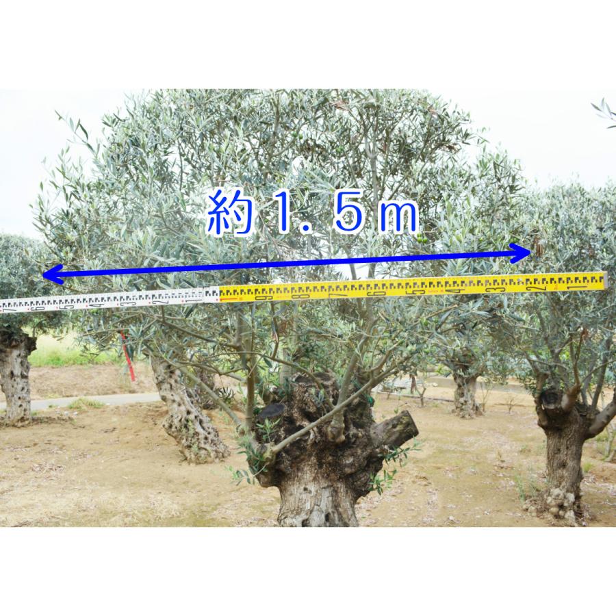オリーブ D 約250cm スペイン 直輸 古木 現品 植木 シンボルツリー常緑樹 実 苗 庭 実がなる木 オリーブの木 エクステリア 外構 G13 樹緑 Yahoo 店 通販 Yahoo ショッピング