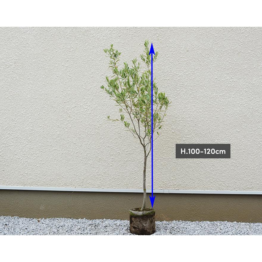 オリーブ オリーブの木 約100-120cm 鉢植え シンボルツリー 植木 庭木