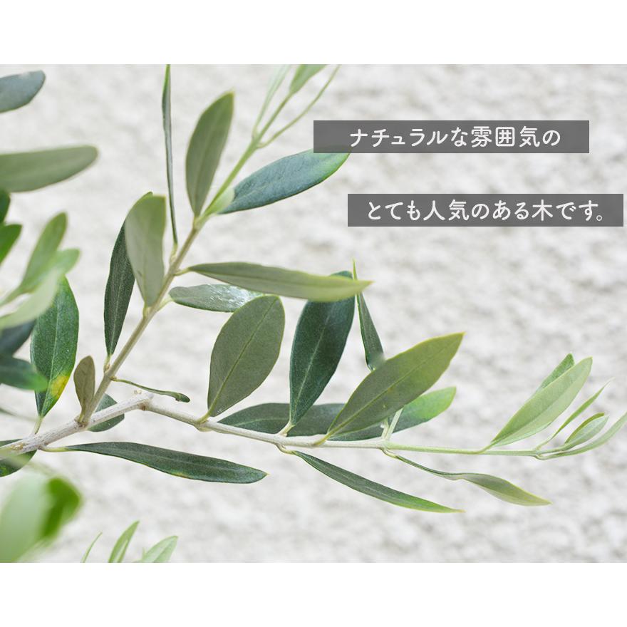オリーブ オリーブの木 約100-120cm 鉢植え シンボルツリー 植木 庭木