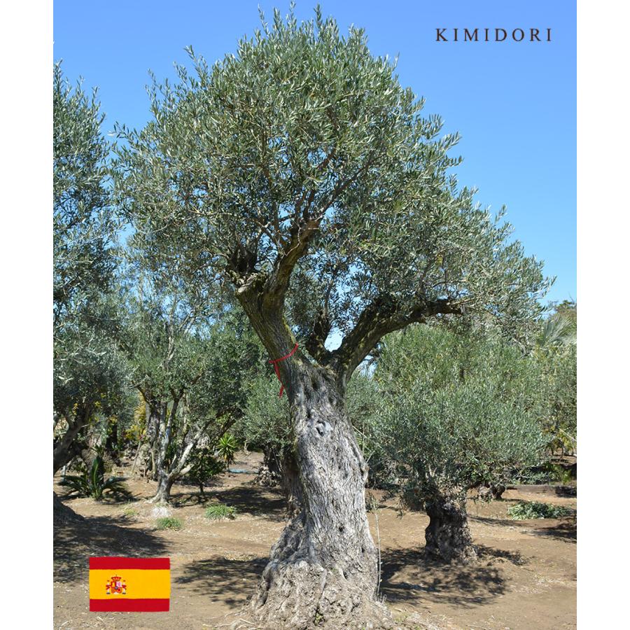 オリーブ スペイン L 約350cm 古木 直輸 地植え 丈夫 現品 植木 オリーブ スペイン L 約350cm 古木 直輸 地植え 丈夫 現品 植木