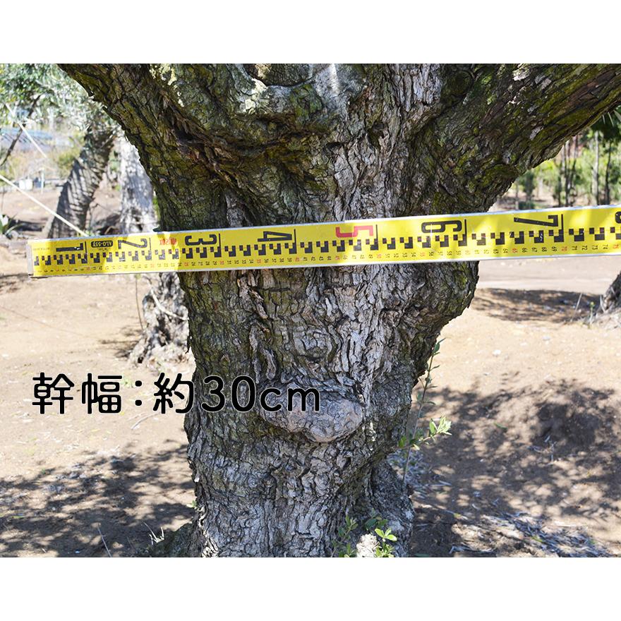 スペインオリーブ 古木 M 約300cm 直輸 地植え 丈夫 現品 植木 スペインオリーブ 古木 M 約300cm 直輸 地植え 丈夫 現品 植木