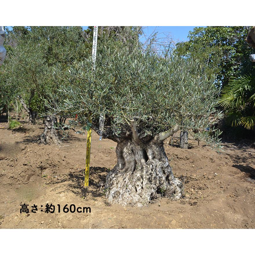 スペインオリーブ 古木 N 約160cm 地植え 丈夫 現品 庭 植木 シンボルツリー 庭木 苗木 ガーデニング オリーブの木 記念樹 エクステリア 外構 高品質 G 樹緑 Yahoo 店 通販 Yahoo ショッピング