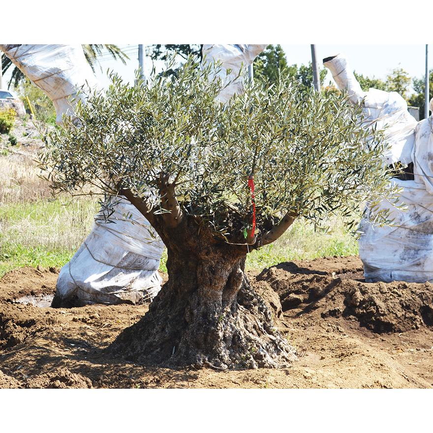 スペインオリーブ 古木 N 約160cm 地植え 丈夫 現品 庭 植木 シンボルツリー 庭木 苗木 ガーデニング オリーブの木 記念樹 エクステリア 外構 高品質 母の日 G 樹緑 Yahoo 店 通販 Yahoo ショッピング