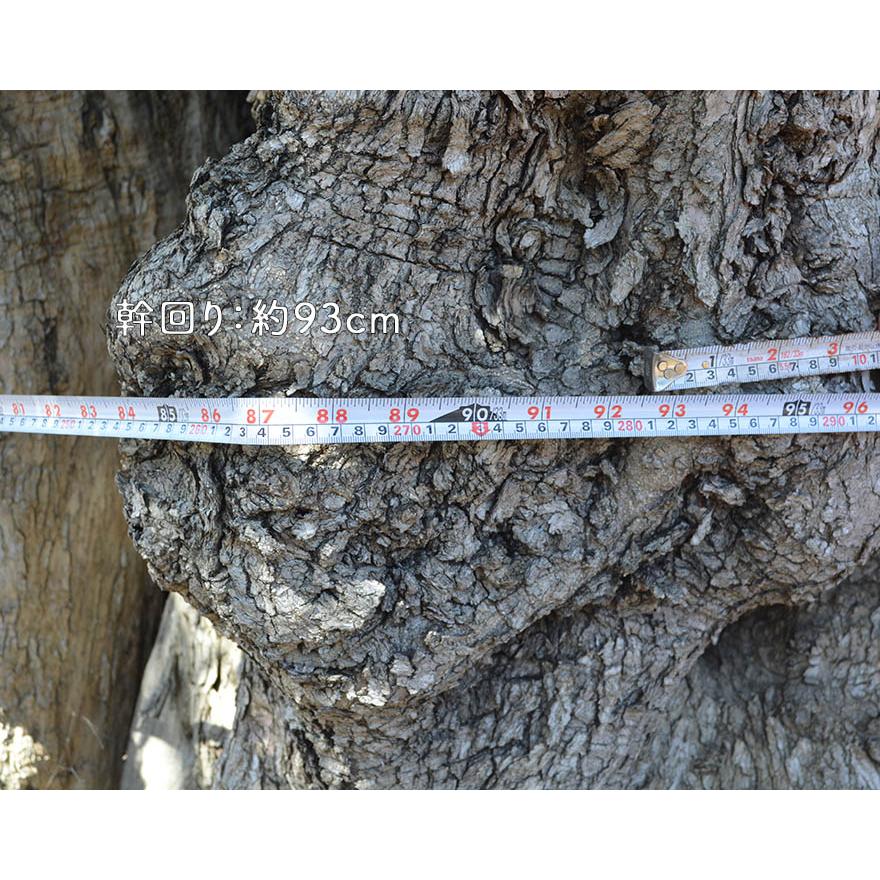 スペインオリーブ 古木 P 約350cm 地植え 丈夫 現品 植木 スペインオリーブ 古木 P 約350cm 地植え 丈夫 現品 植木