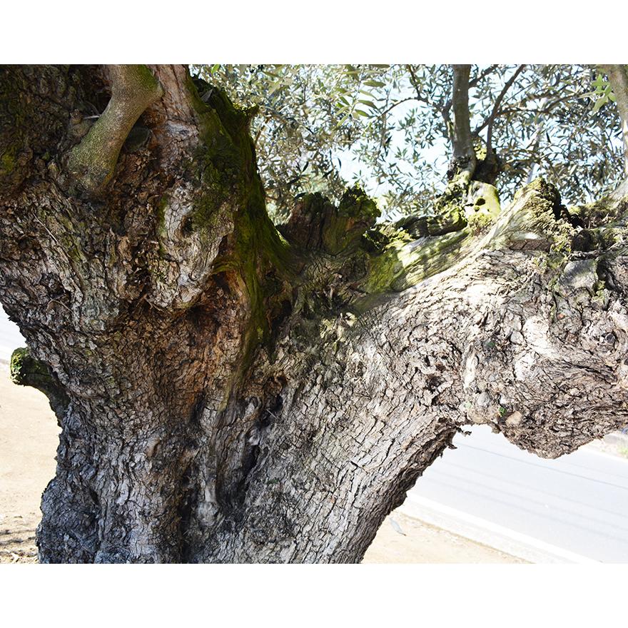 スペインオリーブ 古木 P 約350cm 地植え 丈夫 現品 植木 スペインオリーブ 古木 P 約350cm 地植え 丈夫 現品 植木