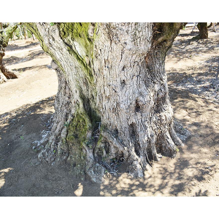 スペインオリーブ 古木 P 約350cm 地植え 丈夫 現品 植木 スペインオリーブ 古木 P 約350cm 地植え 丈夫 現品 植木