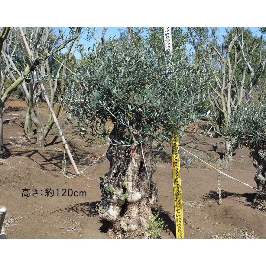 スペインオリーブ スペインオリーブ古木 G25 スペインオリーブ 古木 S 約1cm 地植え 苗木 丈夫 現品 オリーブの木 植木 シンボルツリー 庭木 苗木 ガーデニング オリーブの木 記念樹 エクステリア 外構 高品質 G25 Kimidori Farm 店