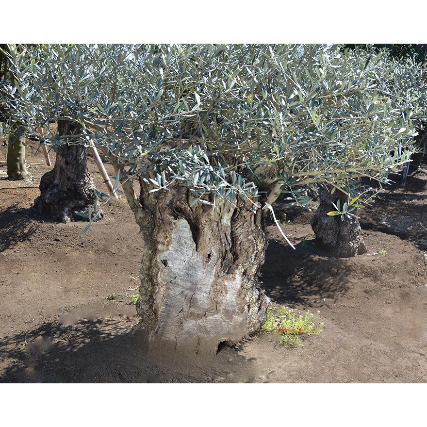 スペインオリーブ 古木 T 約1cm 地植え 丈夫 現品 一点物 庭植木 シンボルツリー 庭木 苗木 ガーデニング オリーブの木 記念樹 エクステリア 外構 高品質 G26 樹緑 Yahoo 店 通販 Yahoo ショッピング