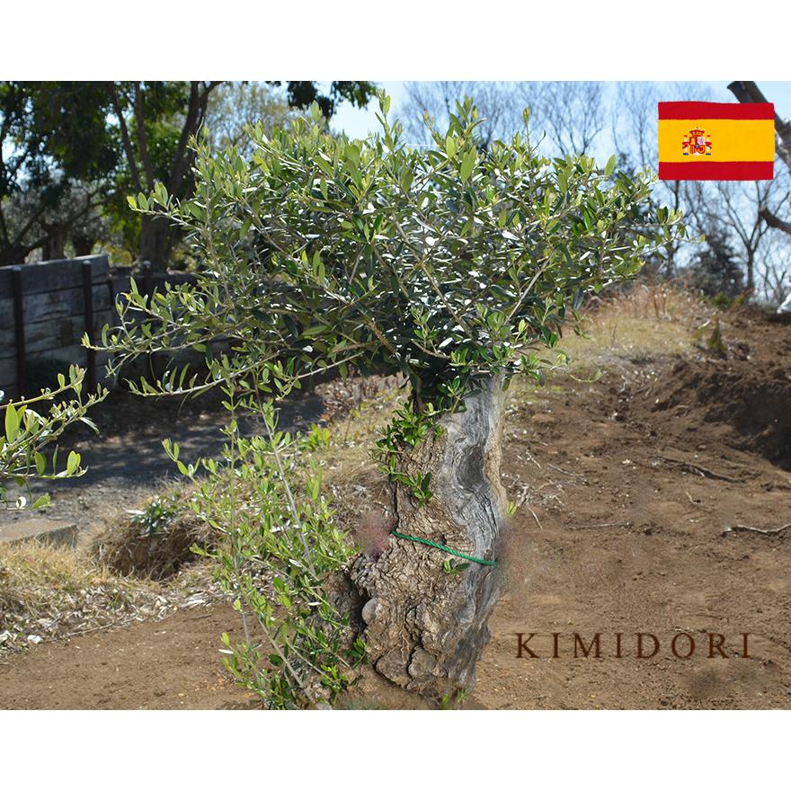 スペインオリーブ 古木 W 約70cm 直輸 古木 地植え 丈夫 現品 スペインオリーブ 古木 W 約70cm 直輸 古木 地植え 丈夫 現品