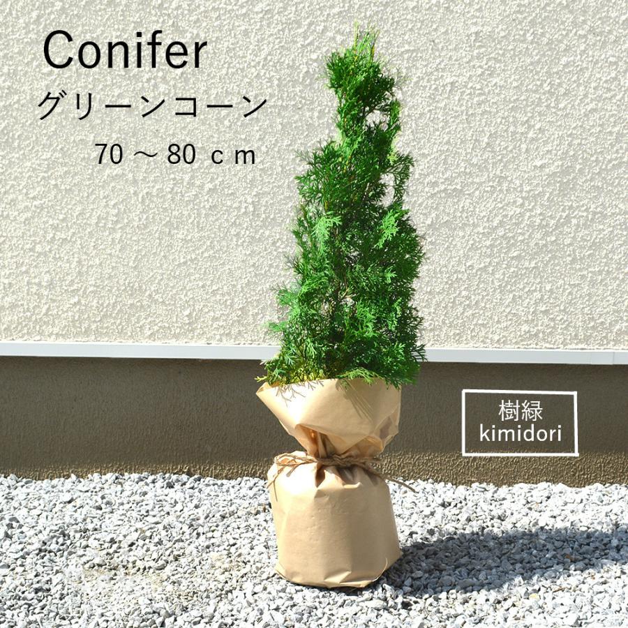 コニファー グリーンコーン 約70 80cm 鉢植え 植木 苗 シンボルツリー 目隠し 庭木 ガーデニング クリスマスツリー 生垣 記念樹 Gc1 樹緑 Yahoo 店 通販 Yahoo ショッピング