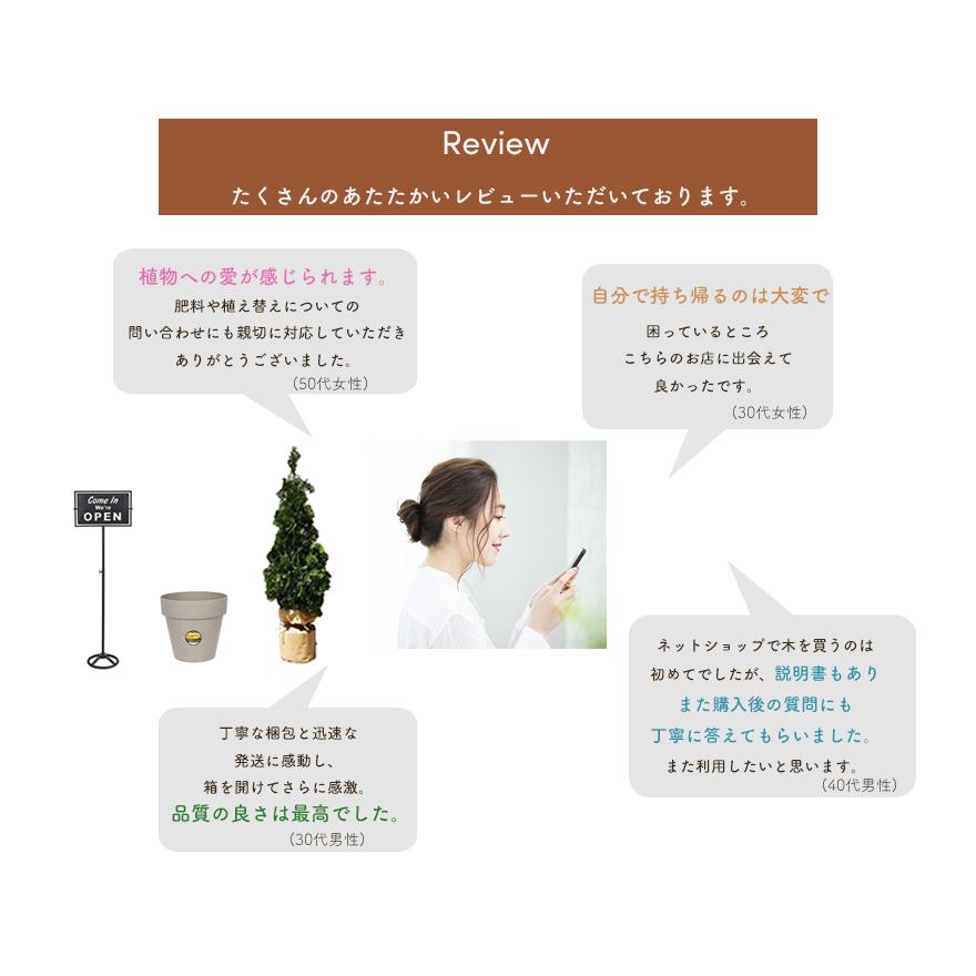 コニファー グリーンコーン 約70 80cm 10本セット 鉢植え 植木 苗 シンボルツリー 庭木 ガーデニング クリスマスツリー 新築 園芸 生垣 目隠し Gc10 樹緑 Yahoo 店 通販 Yahoo ショッピング