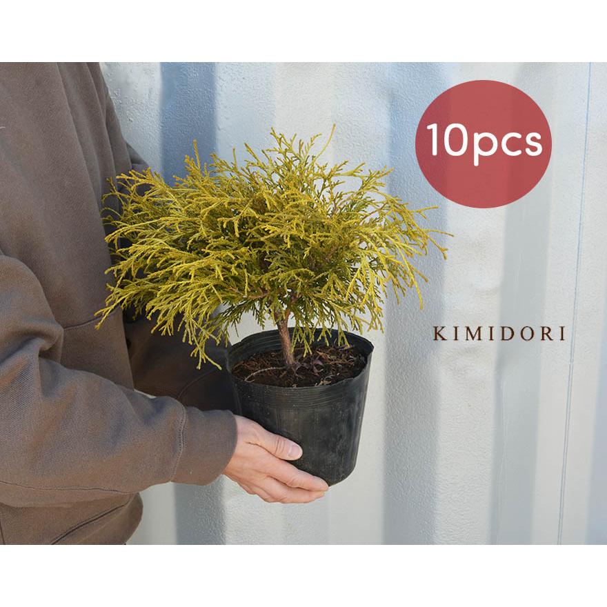 完売 ゴールデンモップ 10本セット コニファー 植木 庭木 針葉樹 イエロー 苗 目隠し 送料無料 約cm 約15センチポット 植木 庭木 ガーデニング エクステリア 園芸 上質で快適 Missbargainhuntress Com