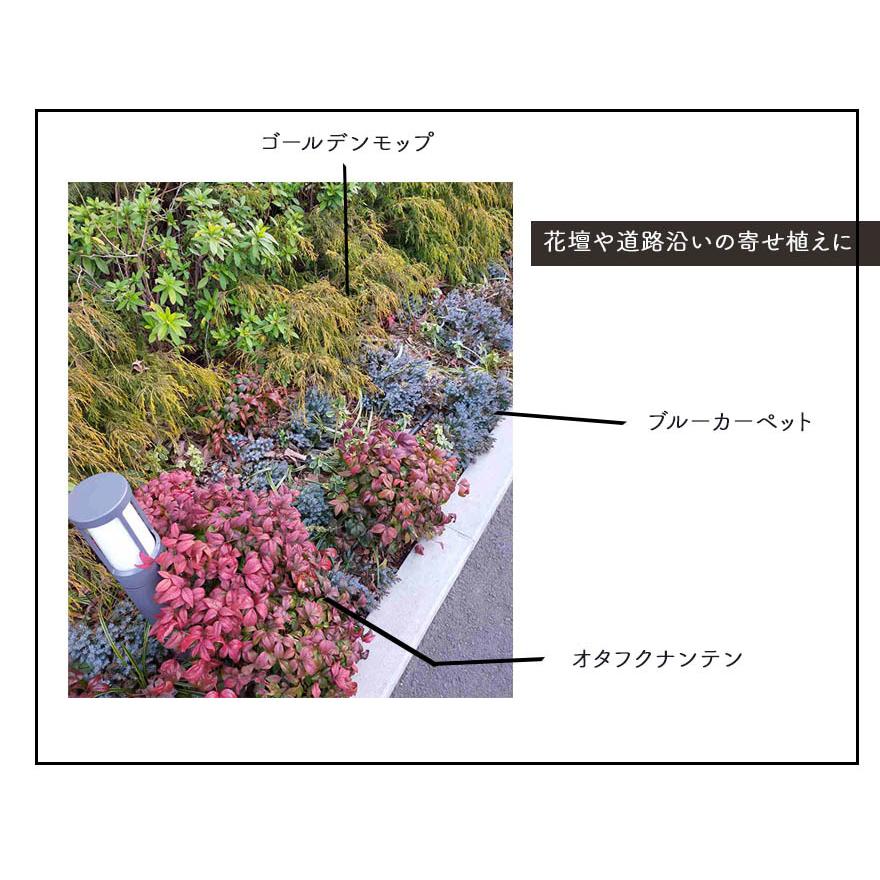 ゴールデンモップ 3本セット コニファー 植木 庭木 針葉樹 イエロー 15cmポット 低木 グランドカバー 洋風 和風 ガーデニング エクステリア 園芸 植物 Goldenmop3 樹緑 Yahoo 店 通販 Yahoo ショッピング