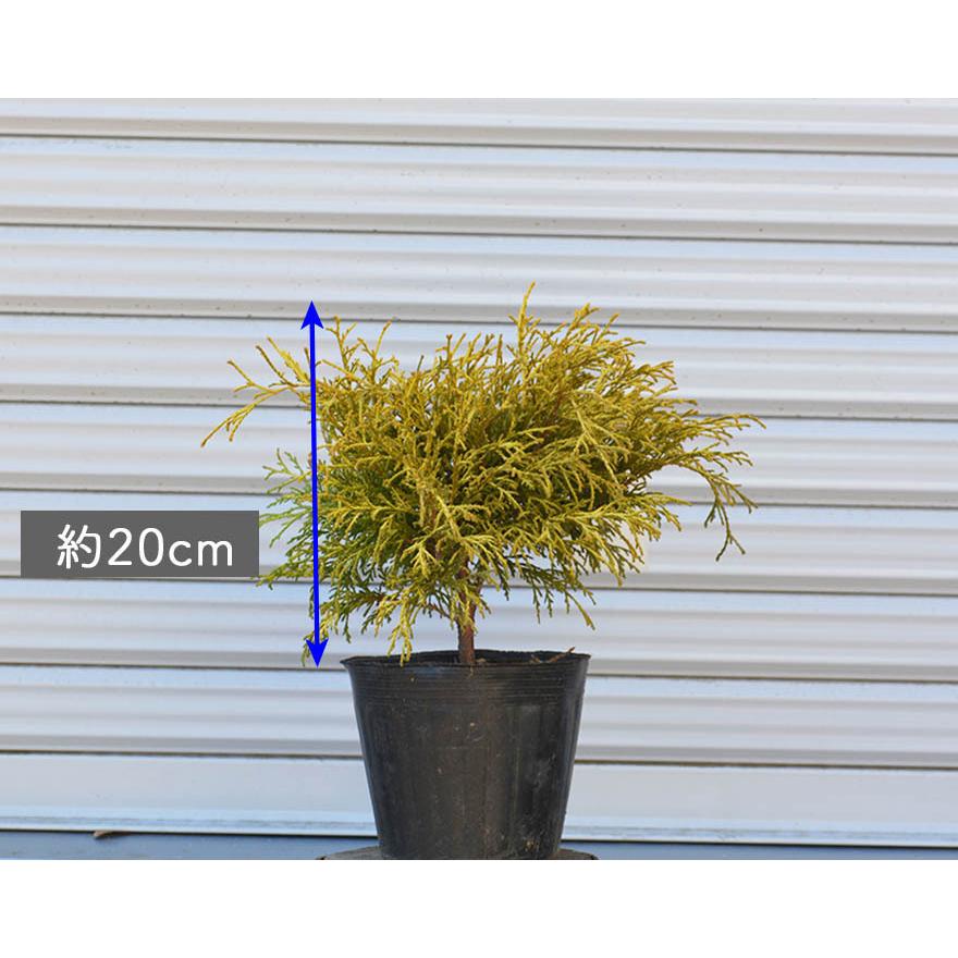 ゴールデンモップ コニファー 植木 庭木 針葉樹 イエロー 樹高 約cm 苗 15cmポット グランドカバー 寄せ植え 鉢植え ガーデニング エクステリア 玄関 ベランダ Goldenmop 樹緑 Yahoo 店 通販 Yahoo ショッピング