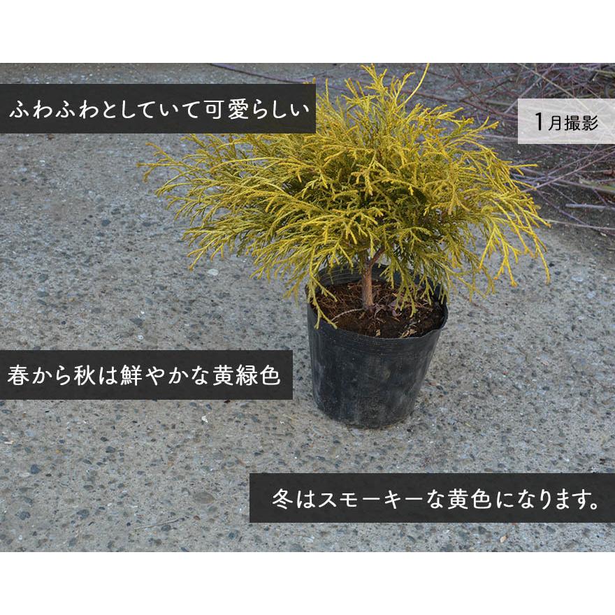 ゴールデンモップ コニファー 植木 庭木 針葉樹 イエロー 樹高 約cm 苗 15cmポット グランドカバー 寄せ植え 鉢植え ガーデニング エクステリア 玄関 ベランダ Goldenmop 樹緑 Yahoo 店 通販 Yahoo ショッピング