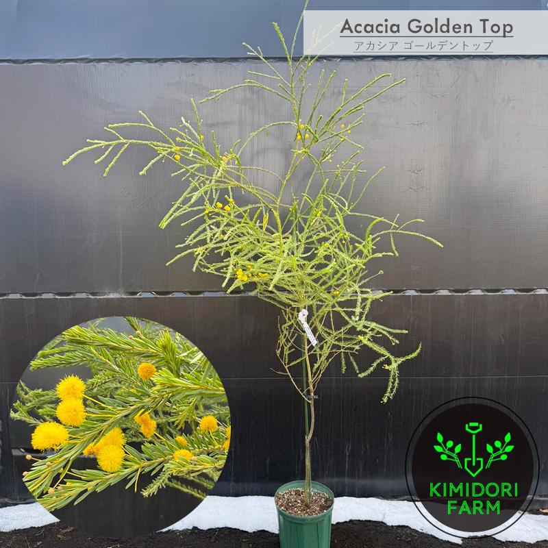 植栽 アカシア 庭木 来年咲きます アカシア ミモザ 苗 シンボルツリー