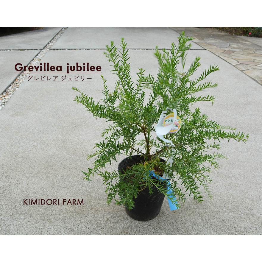 グレビレア ジュビリー オージープランツ オーストラリア 植木 庭木 おしゃれ 個性的 花 観葉植物 グレビリア ガーデニング インテリア 鉢植え 樹高 60 70cm Gurebirea Jubiry 樹緑 Yahoo 店 通販 Yahoo ショッピング