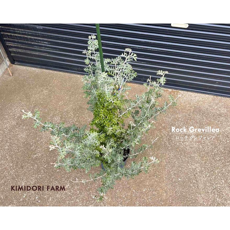 グレビレア ロック ロックグレビレア グレビリア オージープランツ